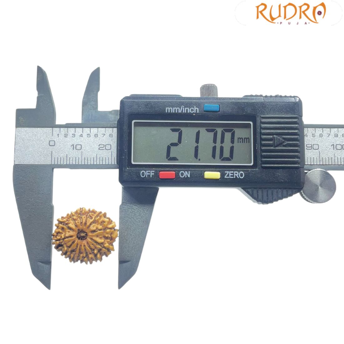 13 Face Nepal Rudraksha - ( 21.70 MM )