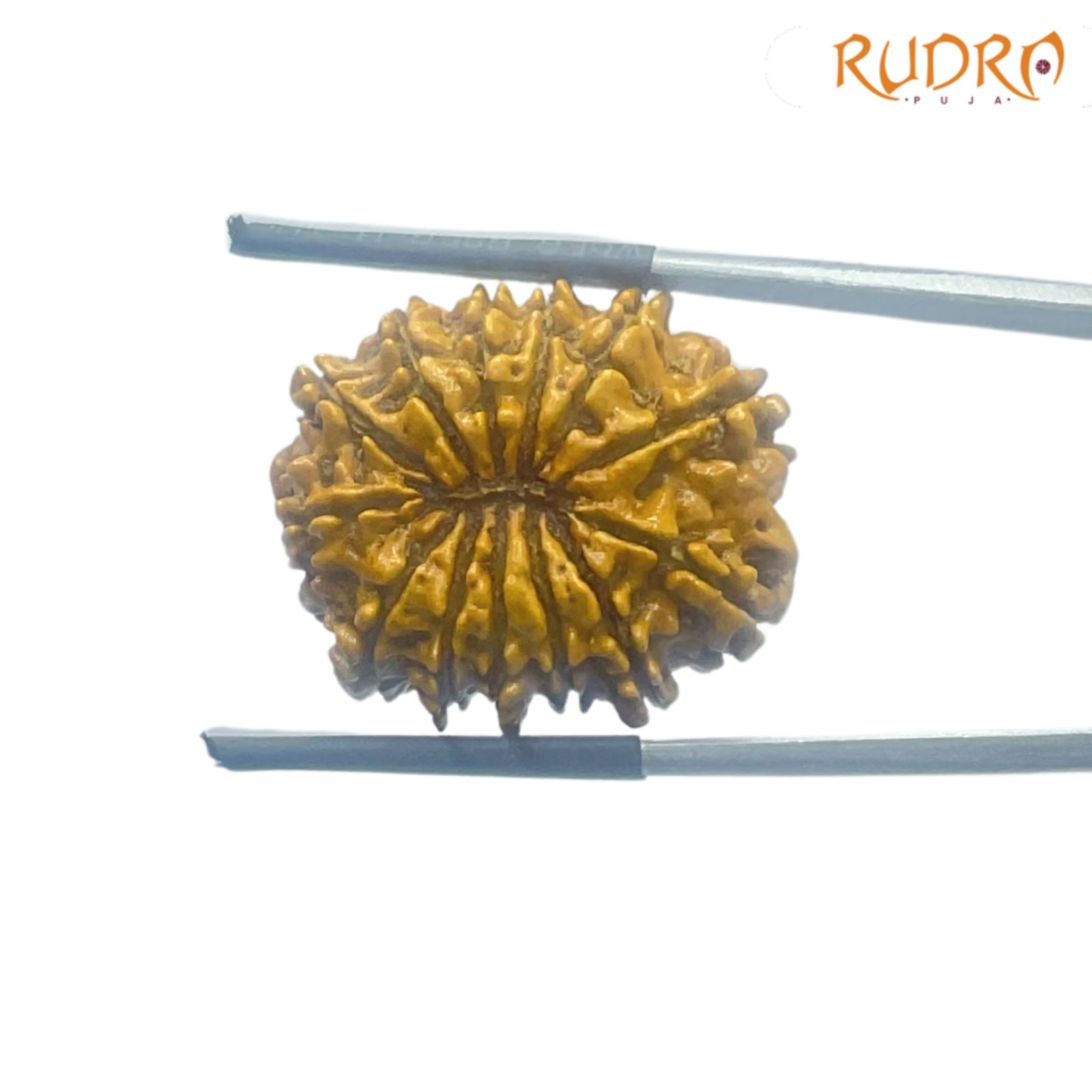 13 Face Rudraksha Nepal - Super Collector - ( 23.97 Mm ) 2 13-Face-Rudraksha-Nepal-Super-Collector-23.97-Mm