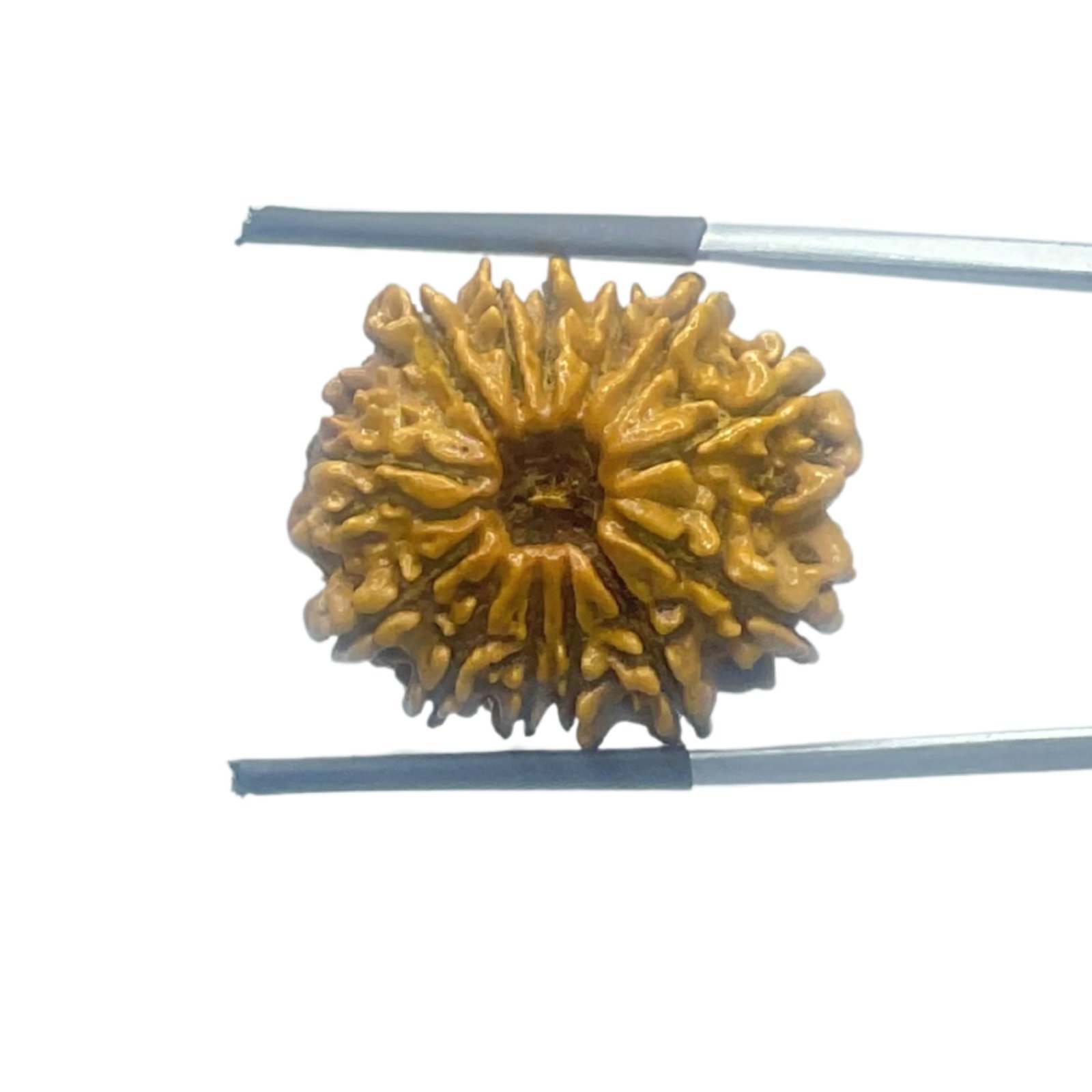 13 Face Rudraksha Nepal - Super Collector - ( 23.97 Mm ) 1 13-Face-Rudraksha-Nepal-Super-Collector-23.97-Mm-