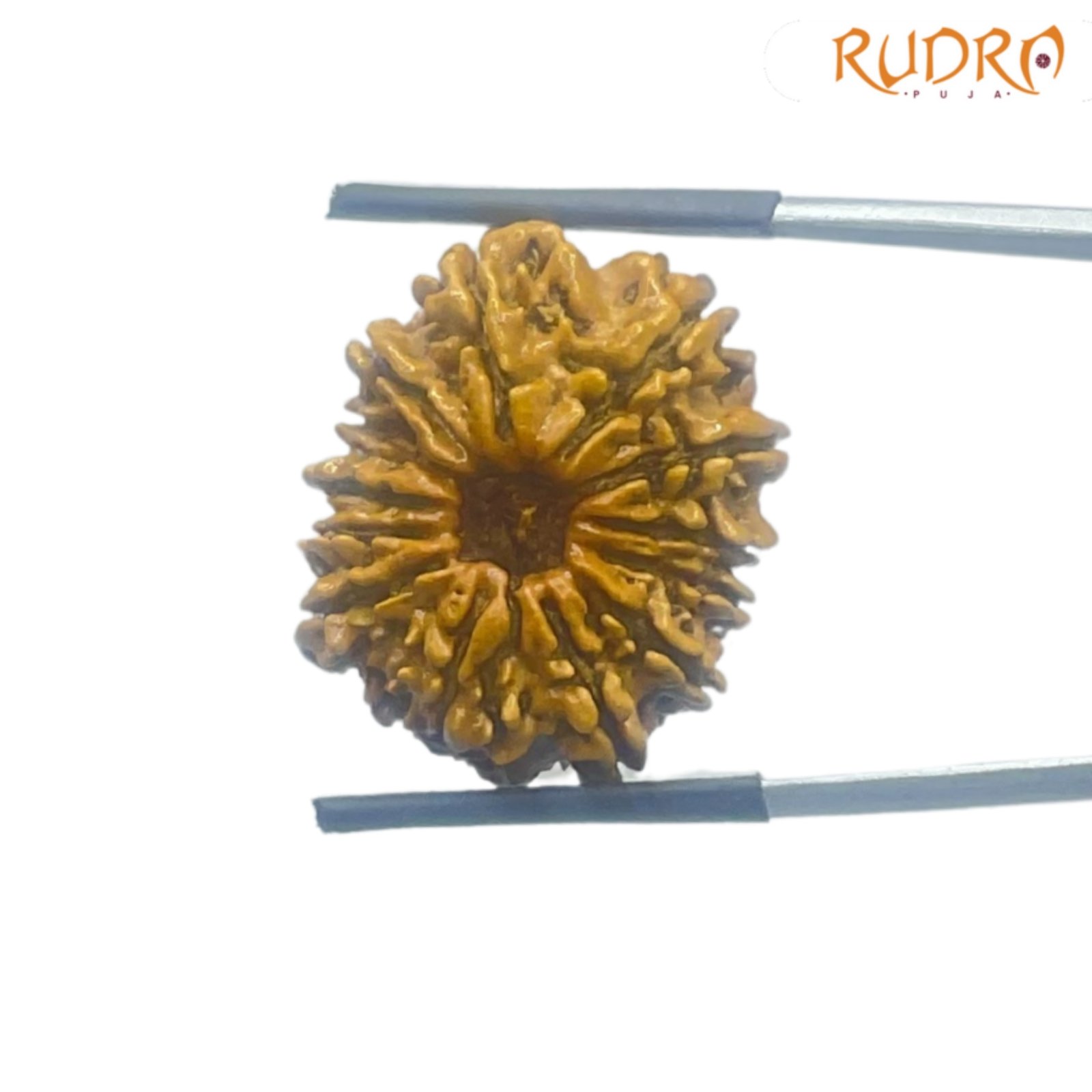 13 Face Rudraksha Nepal - Super Collector - ( 23.97 Mm ) 3 13-Face-Rudraksha-Nepal-Super-Collector-23.97-Mm