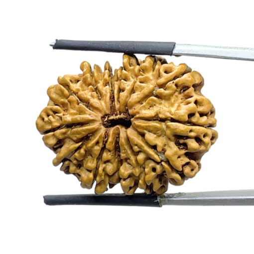 13 Face Rudraksha Nepal - Super Collector - ( 28.68 MM )