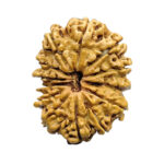 13 Face Rudraksha Nepal - Super Collector - ( 28.68 MM )