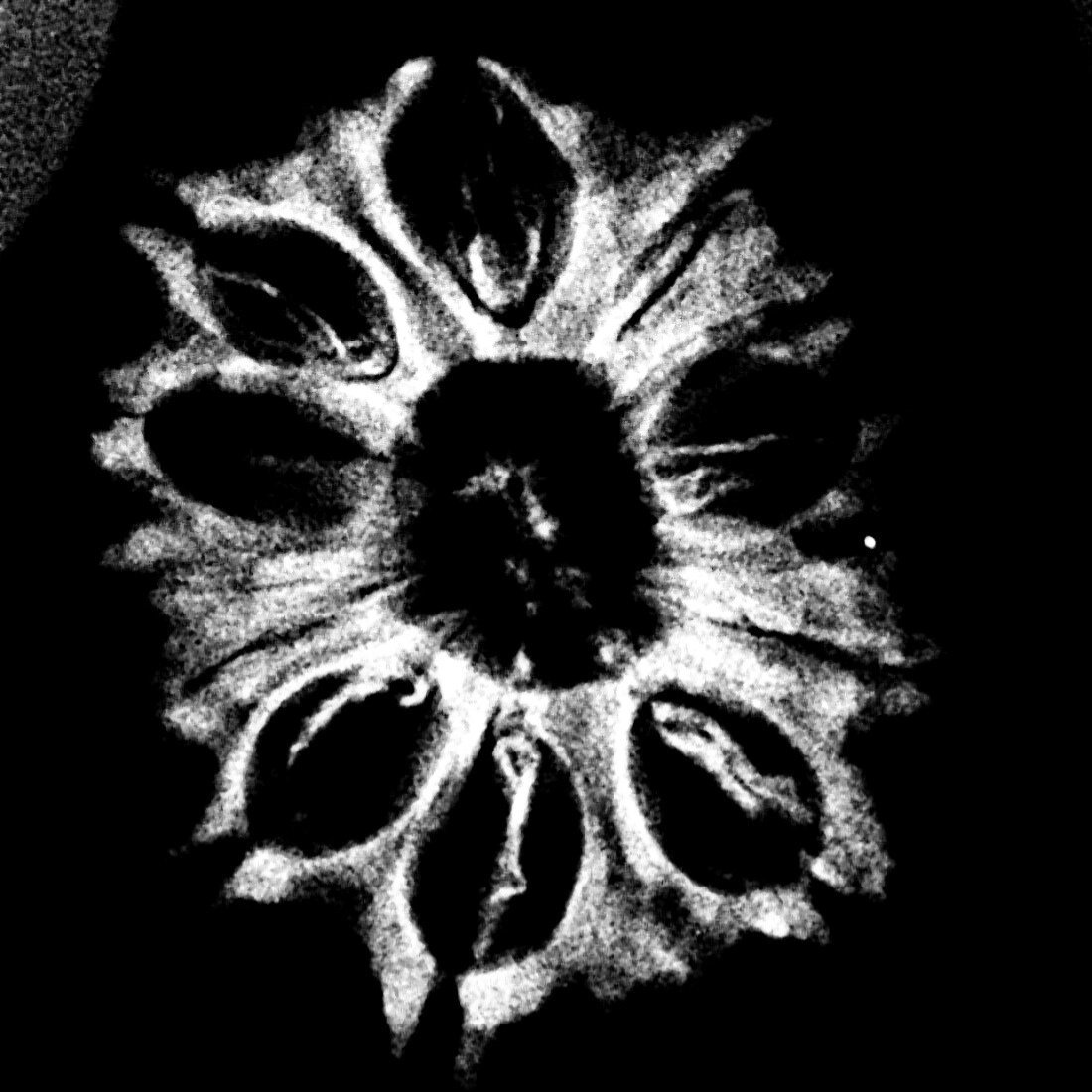 13 Face Rudraksha Nepal - Super Collector - ( 23.97 Mm ) 6 13-Face-Rudraksha-Nepal-Super-Collector.jpg