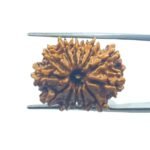 13 MUKHI RUDRAKSHA 22.65 MM