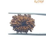 13 MUKHI RUDRAKSHA 22.65 MM