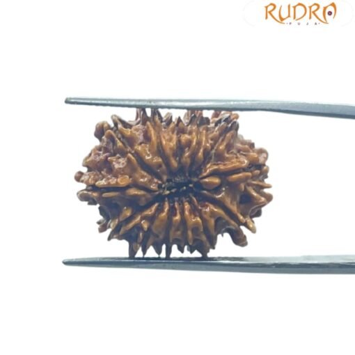 13 Mukhi Rudraksha 22.65 Mm