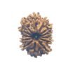 13 Mukhi Rudraksha Nepal - 22.65 Mm 16 13 Mukhi Rudraksha 22.65 Mm