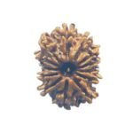 13 Mukhi Rudraksha 22.65 Mm
