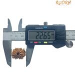 13 Mukhi Rudraksha 22.65 Mm