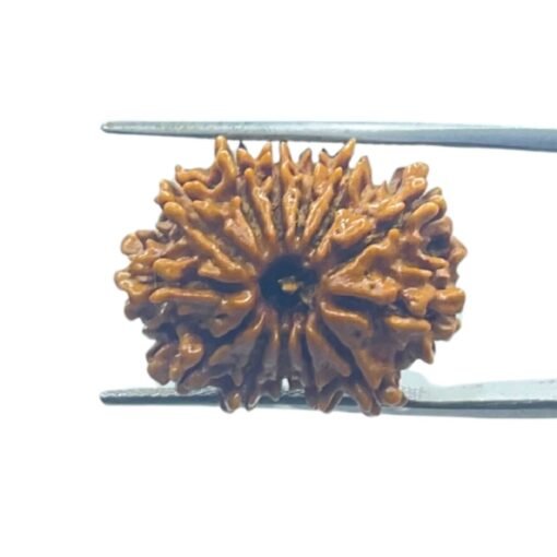 13 Mukhi Rudraksha 22.65 Mm