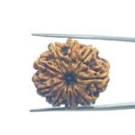 9 Mukhi Rudraksha Nepal - 24.60 MM