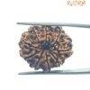 9 Mukhi Rudraksha Nepal - (24.60 Mm ) 13 9 Mukhi Rudraksha Nepal - 24.60 Mm