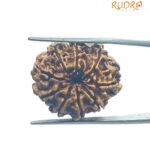 9 Mukhi Rudraksha Nepal - 24.60 MM