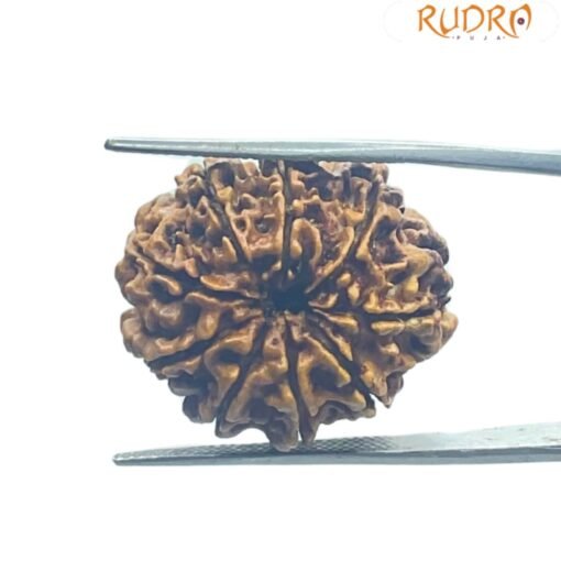 9 Mukhi Rudraksha Nepal - 24.60 Mm