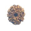9 Mukhi Rudraksha Nepal - (24.60 Mm ) 14 9 Mukhi Rudraksha Nepal - 24.60 Mm