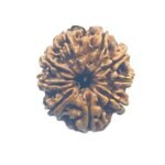 9 Mukhi Rudraksha Nepal - 24.60 Mm