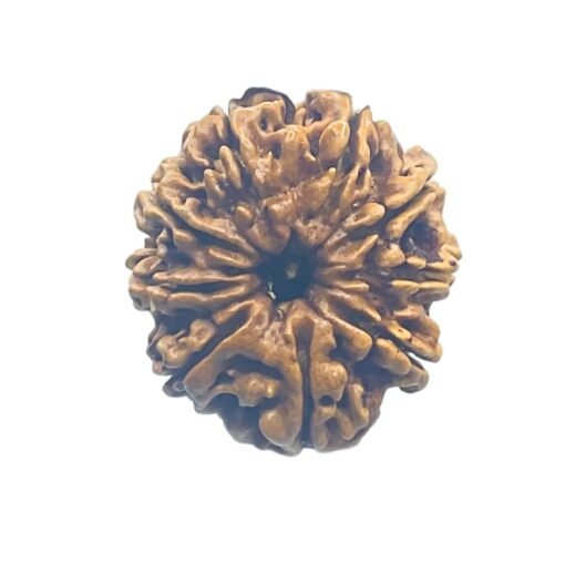 9 Mukhi Rudraksha Nepal - 24.60 Mm