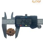 9 Mukhi Rudraksha Nepal - 24.60 Mm