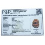 13 Mukhi Medium Nepal Rudraksha ( 24.85 Mm )