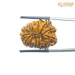 13-Mukhi-Medium-Nepal-Rudraksha-24.85