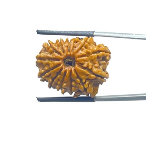13-Mukhi-Medium-Nepal-Rudraksha