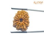 13-Mukhi-Medium-Nepal-Rudraksha-24.85-Mm