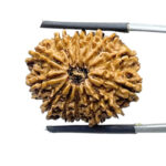13 Mukhi Medium Nepal Rudraksha ( 26.60 MM )