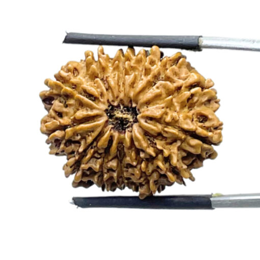 13 Mukhi Medium Nepal Rudraksha ( 26.60 MM )