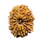 13 Mukhi Medium Nepal Rudraksha ( 26.60 MM )