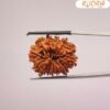 13-Mukhi-Nepal-Rudraksha-25.39-Mm-Bp-C.jpg December 24, 2024 168 Kb 1100 By 1100 Pixels