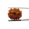 13-Mukhi-Nepal-Rudraksha-25.39-Mm-Mp-C.jpg December 24, 2024 75 Kb