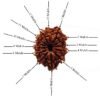 13-Mukhi-Nepal-Rudraksha-25.42-Mm-Desgin.jpg December 24, 2024 85 Kb