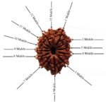 13-Mukhi-Nepal-Rudraksha-25.42-MM-Desgin.jpg December 24, 2024 85 KB