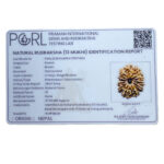 13 Mukhi Nepal Rudraksha (27.82 MM) - Lab Certified