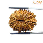 13 Mukhi Nepal Rudraksha (27.82 MM) - Lab Certified