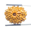 13 Mukhi Nepal Rudraksha (27.82 MM) - Lab Certified