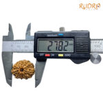 13 Mukhi Nepal Rudraksha (27.82 MM) - Lab Certified