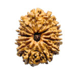 13 Mukhi Nepal Rudraksha (27.82 MM) - Lab Certified