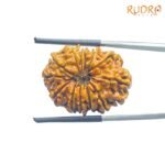 13-Mukhi-Rudraksha-Nepal-24.26-BP-C.jpg