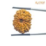 13-Mukhi-Rudraksha-Nepal-24.26-Sp-C.jpg