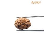 13 Mukhi Indonesian Rudraksha (17.00 Mm)