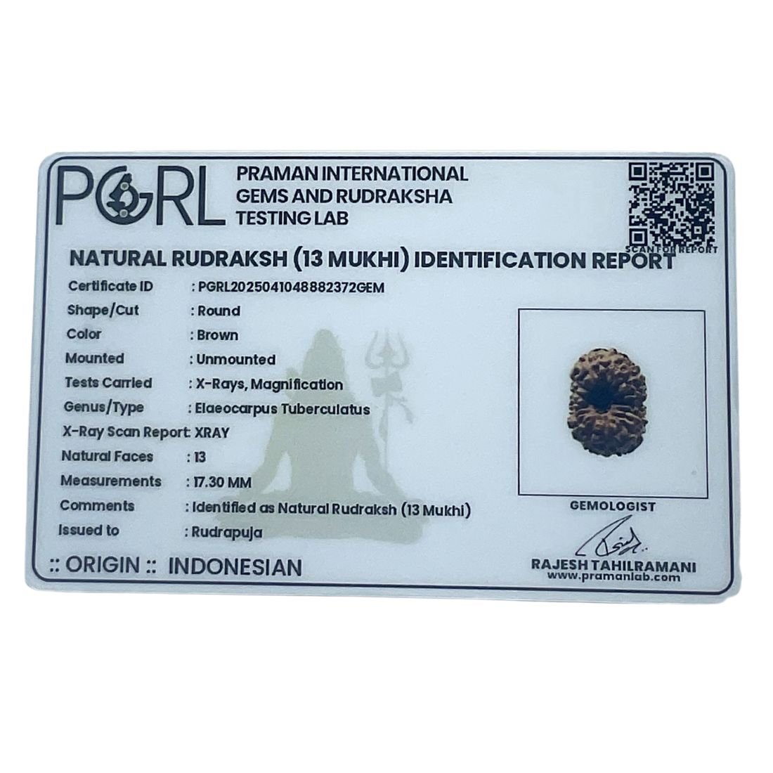 13 Mukhi Indonesian Rudraksha (18.88 Mm) 6 13 Mukhi Indonesian Rudraksha (17.30 Mm)