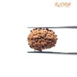 13 Mukhi Indonesian Rudraksha (17.97 Mm)