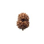 13 Mukhi Indonesian Rudraksha (17.97 Mm)