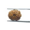14 Mukhi Indonesian Rudraksha - ( 16.25 Mm )