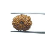 14 Mukhi Indonesian Rudraksha - ( 16.25 MM )
