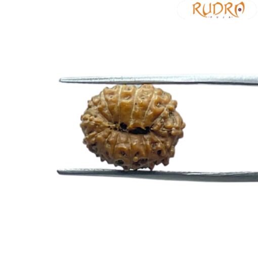 14 Mukhi Indonesian Rudraksha - ( 16.25 MM )