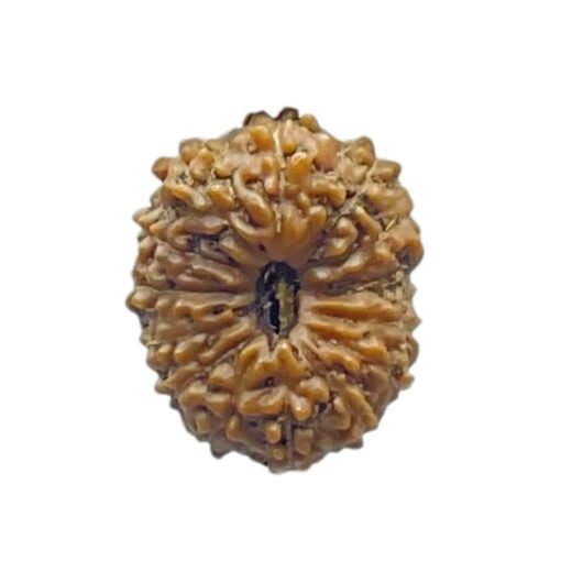 14 Mukhi Indonesian Rudraksha - ( 16.25 MM )
