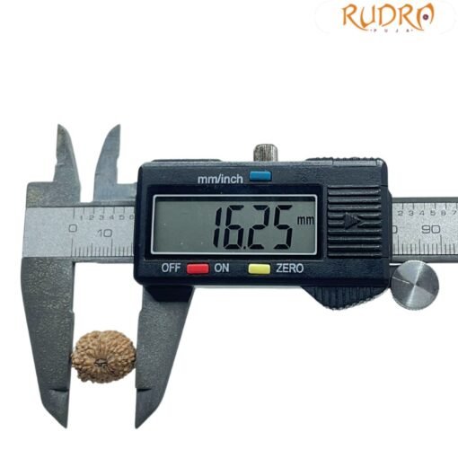 14 Mukhi Indonesian Rudraksha - ( 16.25 MM )