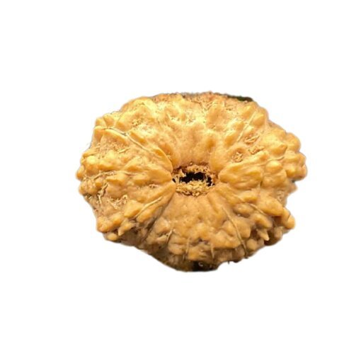 14-Mukhi-Rudraksha-Indonesian-16.62-Mm-Mp-C.jpg October 19, 2024 75 Kb